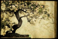 /album/galleria-fotografica/zen-jpg/