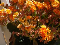 /album/galleria-fotografica/sam-8940-jpg/