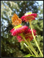 /album/galleria-fotografica/sam-8947-jpg/